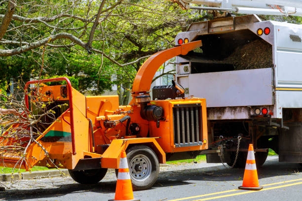 Best Seasonal Cleanup  in Wildomar, CA